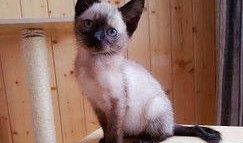 暹罗猫猫染色爆料视频,视频爆料带你一探究竟